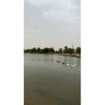 بدو