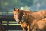 Horse Peoples Group