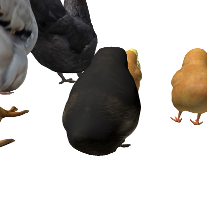 Chickens