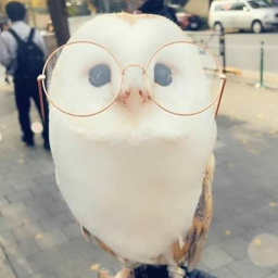 Nightowls Mini Store