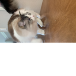 Thecat!