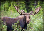 Moose Group Hangout