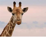 Cuddly giraffes