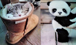 We love all of the animals in the world