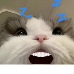 Meow potatoes and french fries meowzers