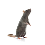 RAT GANG HOOD RATS