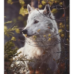 Live with the wolves