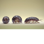 armadillo bug gang