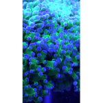 Café coral