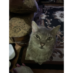 Cool cats will eat you