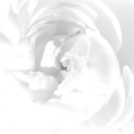 Rysi's White Flower Town