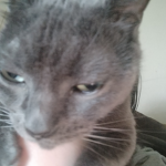 CupcakeKittenSquad