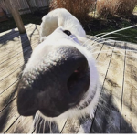 Russian Wolfhound