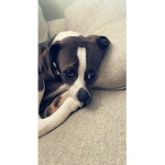 Puppy group76