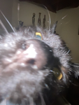 <0R3 Pixels