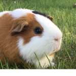 Guinea Pig Fan Group!