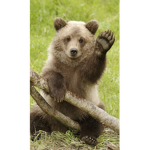 Bears forever xoxo