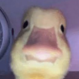 funny game about ducks 2 : ducktopia