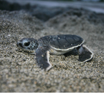 baby turtles