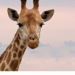 Lacey’s Giraffe Club