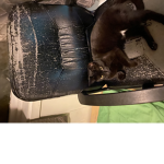 Mafia gang cat