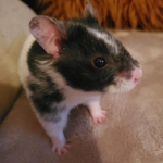 Queen rat - rat army