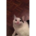 PopCatsRULE