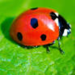 the ladybug fan group