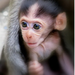 Monkey club ooaa
