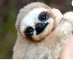 THE SLOTH GANG FOR LIFE!!!!!