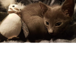 kittens!!!!!!!!!!!!!!!!!