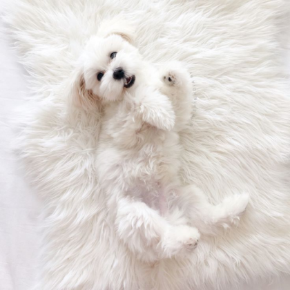 White Dog Roblox decal