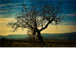 The Dark Wood Builders