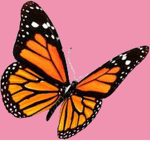 Bloxburg Butterfly Cafe