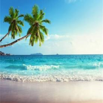Pretty Palm Tree