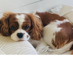 King Charles cavalier