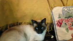 the coolest cats on the world