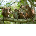 シ Monke Tribe シ