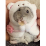 THE GREY HAMSTERS