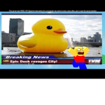 duckbois