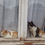 The Solar Friends