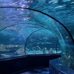 ⭐︎🦈💙🦈⭐︎