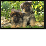 Della (Bella and District)