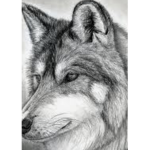 Wolf fan only