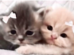 meow ok