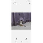 DOGE GANG Bro