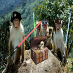 Two pirate monkeys
