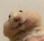 Hamtori Group Thumbnail