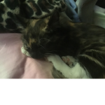 Nezuko the Calico Kitty