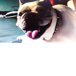 Dog$ Krew